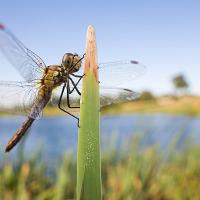 Common Darter wideangle 2 